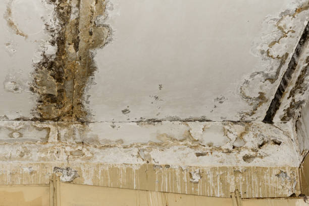 Best Black Mold Removal  in Marengo, IA