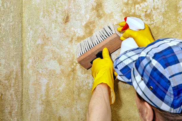 Best Mold Prevention Services  in Marengo, IA